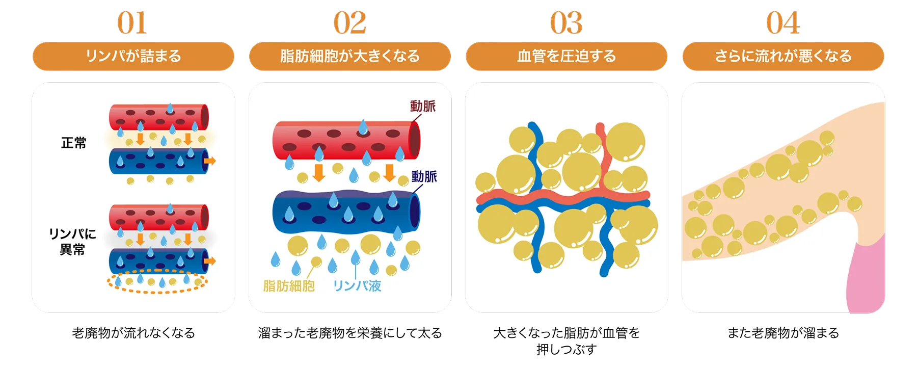 女性の脂肪のつき方は年齢でこんなに変わる
