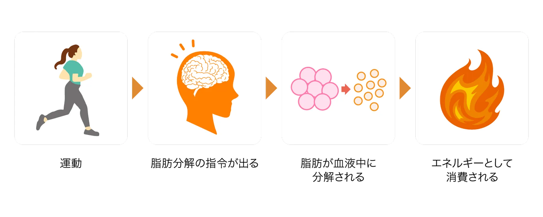 女性の脂肪のつき方は年齢でこんなに変わる