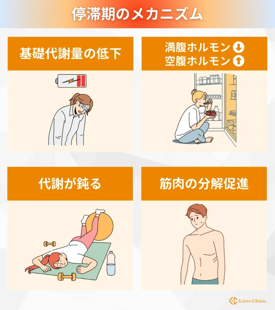 停滞期のメカニズム