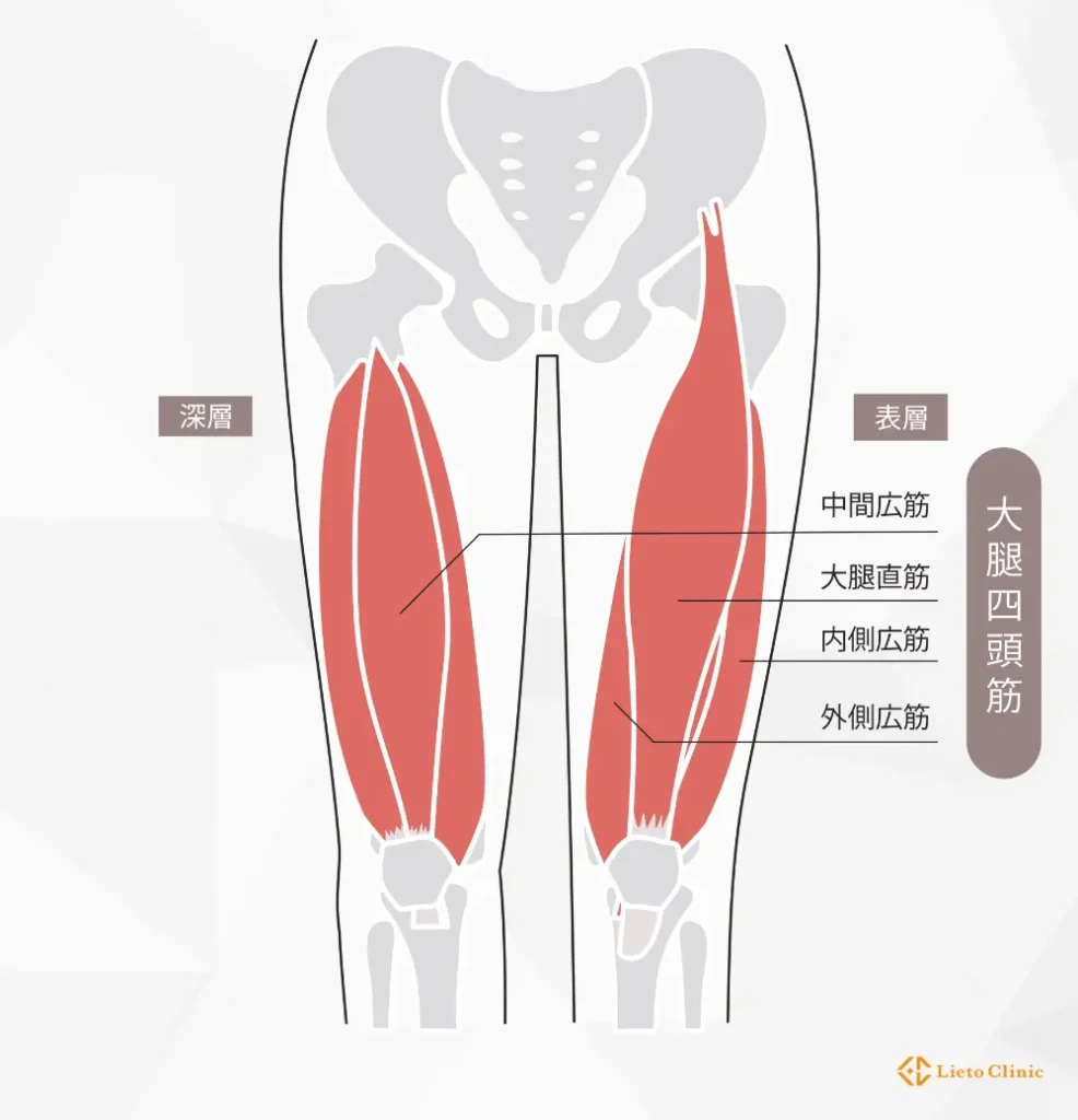 大腿四頭筋