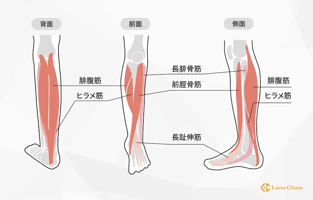 下腿三頭筋